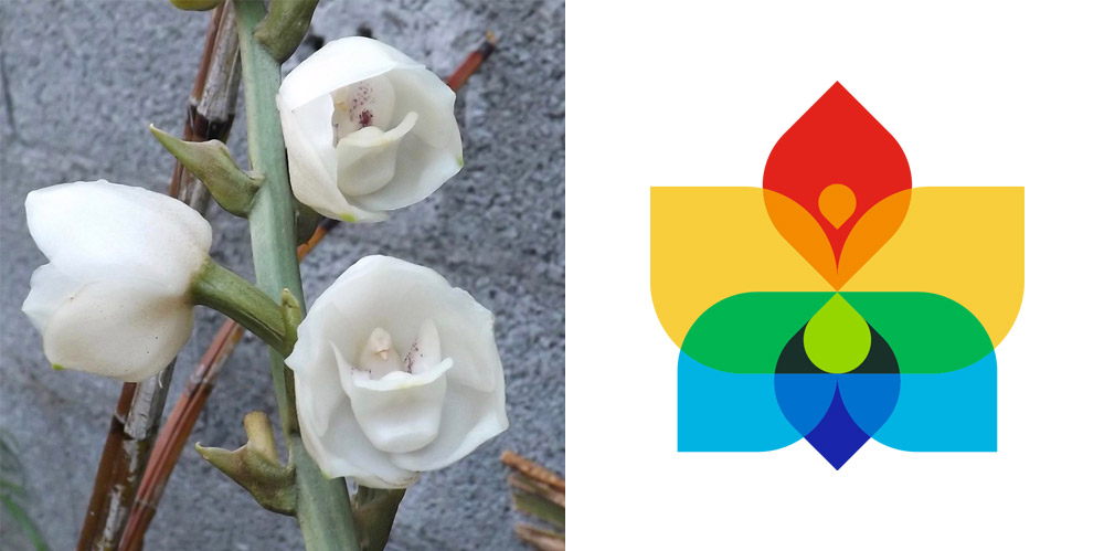 2022年第24届中美洲及加勒比海地区运动会发布会徽,运动会会徽